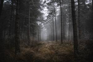 Jean-Baptiste PETER - JIB PETER PHOTOGRAPHE